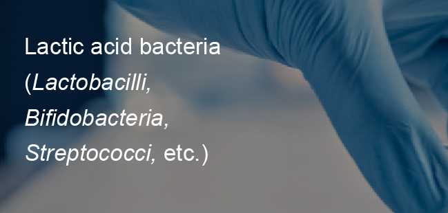 Lactic acid bacteria